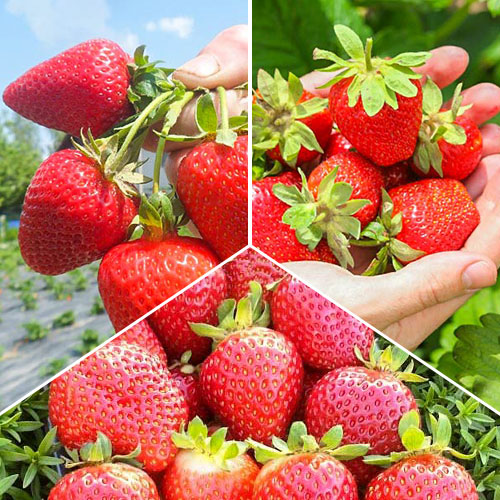 Комплект земляники Суперремонтантный из 3 сортов рисунок 1 артикул 9825