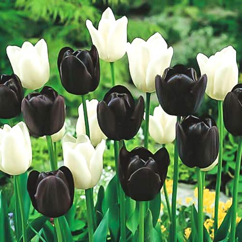 Суперпредложение! Комплект тюльпанов День и ночь артикул фото 1 Суперпредложение! Комплект тюльпанов День и ночь рисунок 1 артикул 67556