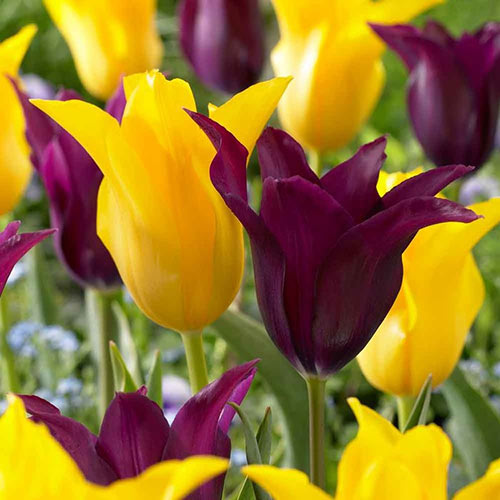 Суперпредложение! Комплект тюльпанов из 2-х сортов артикул фото 1 Суперпредложение! Комплект тюльпанов из 2-х сортов рисунок 1 артикул 67922