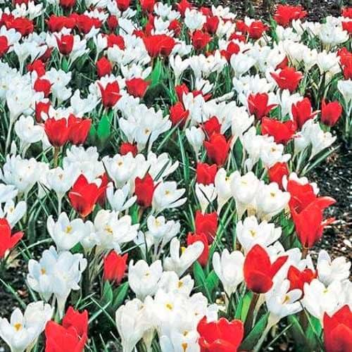 Суперпредложение! Комплект тюльпанов, крокусов из 2-х сортов рисунок 1 артикул 67543