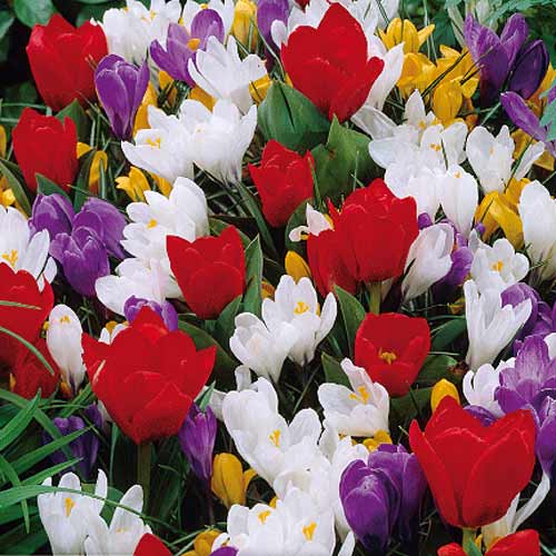 Суперпредложение! Комплект тюльпанов, крокусов из 25-ти луковиц рисунок 1 артикул 67545