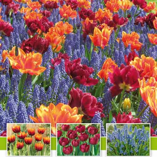 Суперпредложение! Комплект тюльпанов, мускари из 30-ти луковиц рисунок 1 артикул 67548