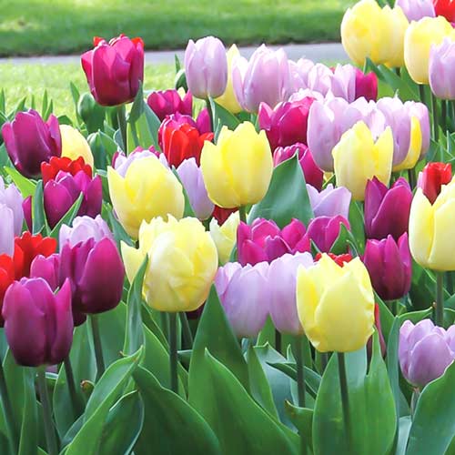 Суперпредложение! Комплект тюльпанов серии Принц из 3-х сортов рисунок 1 артикул 67555
