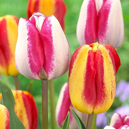 Суперпредложение! Комплект тюльпанов Триумф из 25 луковиц рисунок 1 артикул 67921