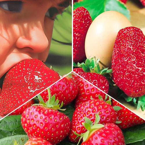 Комплект земляники Урожайная грядка из 3 сортов рисунок 1 артикул 9829