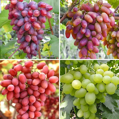 Комплект винограда Суперранний из 4 сортов рисунок 1 артикул 7333