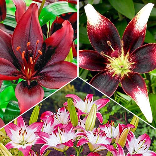 Лилии азиатские Биколор, микс из 3 сортов рисунок 1 артикул 76520