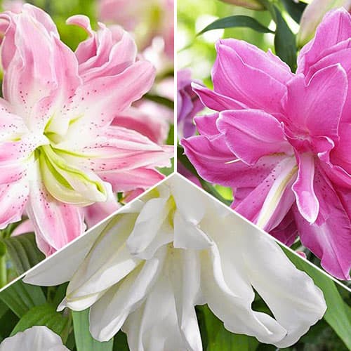 Лилия супер махровая Лотус, микс рисунок 1 артикул 76672