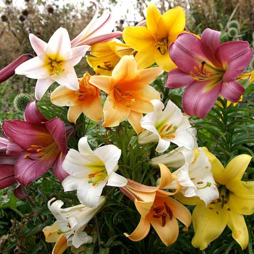 Суперпропозиція! Лілії трубчасті, мікс зображення 1 артикул 68370