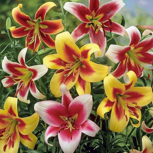 Лилия-гигант (ОТ-гибрид), микс из 5 сортов рисунок 1 артикул 76474