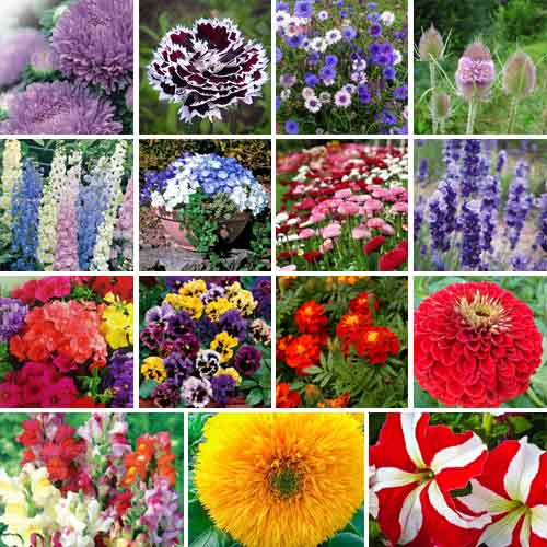 Суперпропозиція! Набір насіння Квітковий букет з 15 упаковок зображення 1 артикул 65957