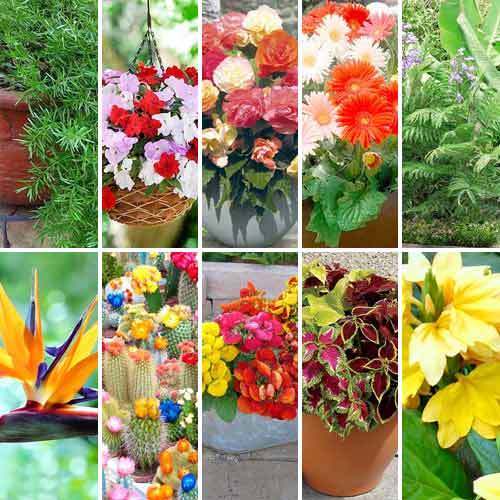 Суперпропозиція! Набір насіння Кімнатні квіти з 10 упаковок артикул фото 1 Суперпропозиція! Набір насіння Кімнатні квіти з 10 упаковок зображення 1 артикул 65958