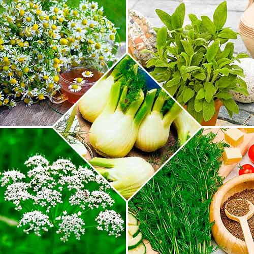 Набір насіння Лікарські трави для Схуднення з 5 упаковок, суміш сортів зображення 1 артикул 72354