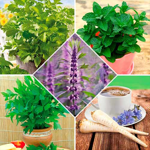 Набір насіння Лікарські трави з 5 упаковок зображення 1 артикул 72355