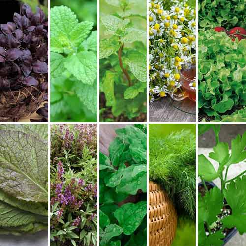 Суперпредложение! Набор семян пряно-ароматических культур из 10 упаковок рисунок 1 артикул 65962