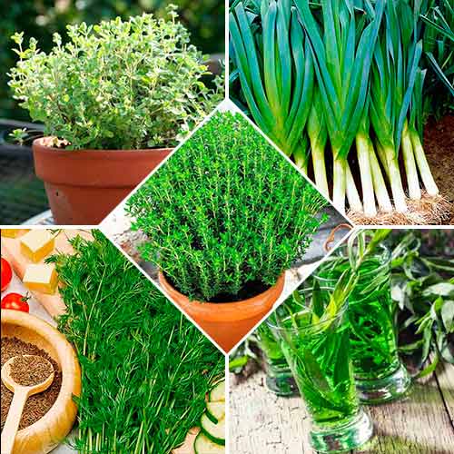 Набір насіння Прянощі до грибів з 5 упаковок, суміш сортів Seedera зображення 1 артикул 72356