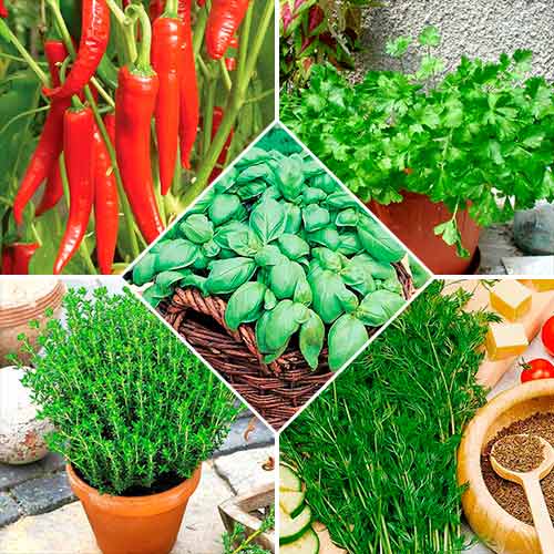 Набор семян Пряности для мяса из 5 упаковок, смесь сортов Seedera рисунок 1 артикул 72357