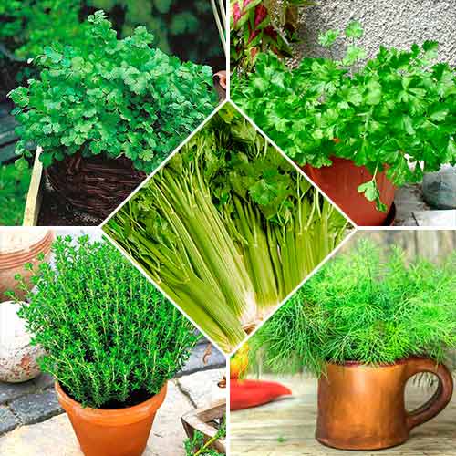 Набор семян Пряности для первых блюд из 5 упаковок, смесь сортов Seedera рисунок 1 артикул 72358