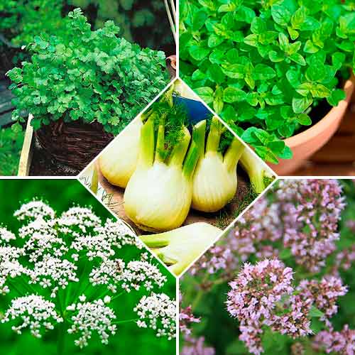 Набор семян Пряности для птицы из 5 упаковок, смесь сортов Seedera рисунок 1 артикул 72359