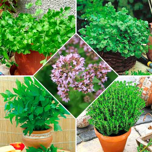 Набор семян Пряности для рыбы из 5 упаковок, смесь сортов Seedera рисунок 1 артикул 72360