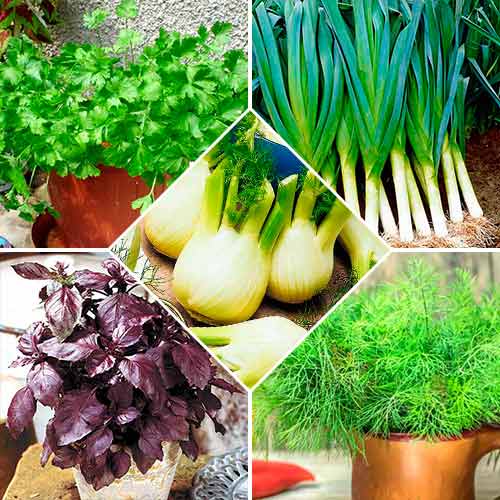 Набор семян Пряности для салатов из 5 упаковок, смесь сортов Seedera рисунок 1 артикул 72361