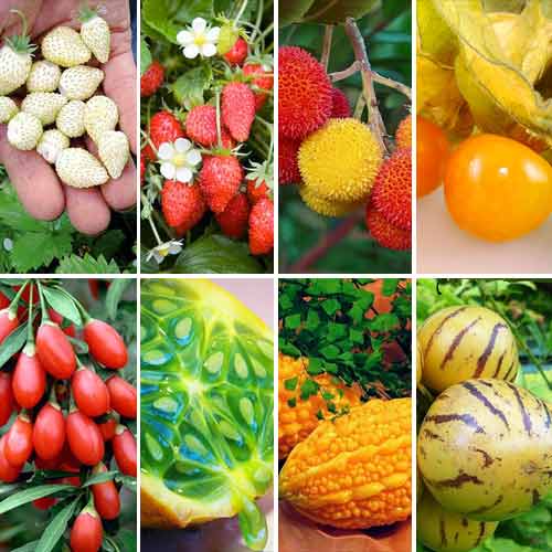 Суперпропозиція! Набір насіння Ягідна галявина з 8 упаковок зображення 1 артикул 65963