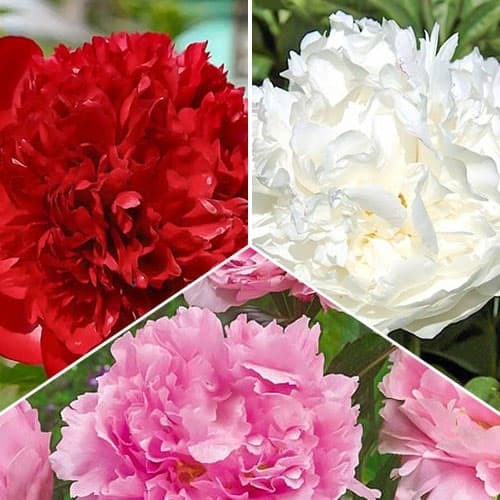 Пионы махровые, микс из 3 сортов рисунок 1 артикул 76507
