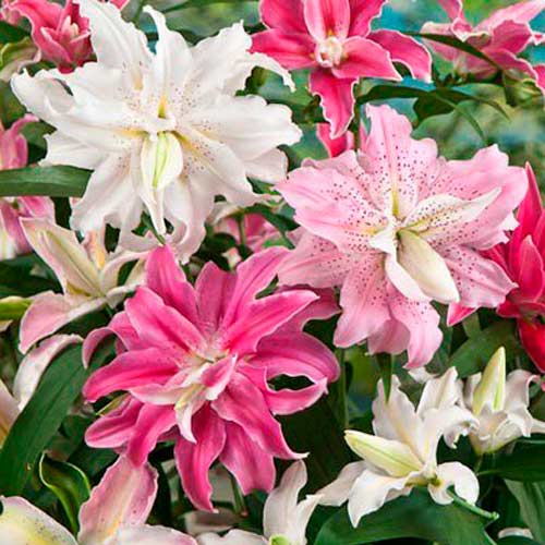 Лілія-дерево Орієнталь Дабл, мікс з 3 сортів зображення 1 артикул 76473