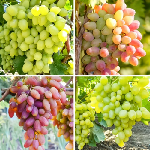 Комплект Виноградна еліта з 4 сортів зображення 1 артикул 7331