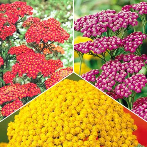 Ахиллея (тысячелистник), микс из 3 сортов рисунок 1 артикул 76515