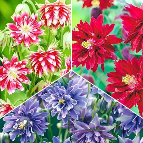 Аквилегия Джевел, микс рисунок 1 артикул 76514