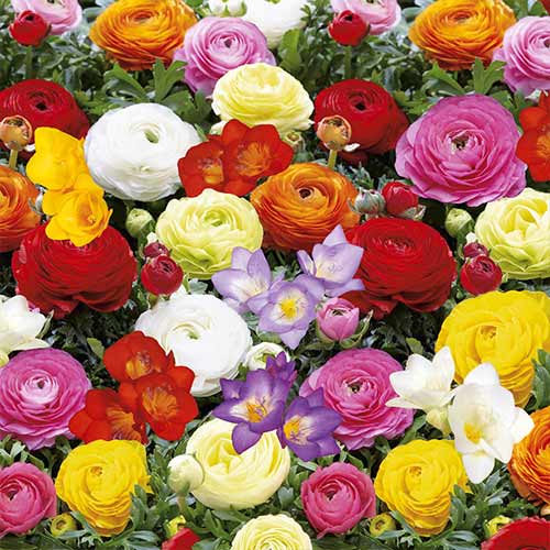 Суперпропозиція! Фрезії і ранункулюси Батерфляй Б'юті, мікс зображення 1 артикул 68124