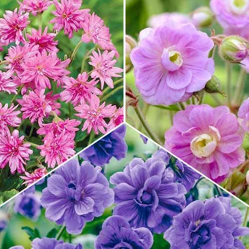 Герань Кашмир, микс артикул фото 1 Герань Кашмир, микс рисунок 1 артикул 76669