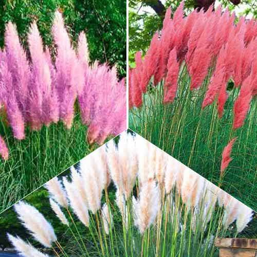 Суперпропозиція! Комплект Кортадерій із 3-х сортів артикул фото 1 Суперпропозиція! Комплект Кортадерій із 3-х сортів зображення 1 артикул 9118