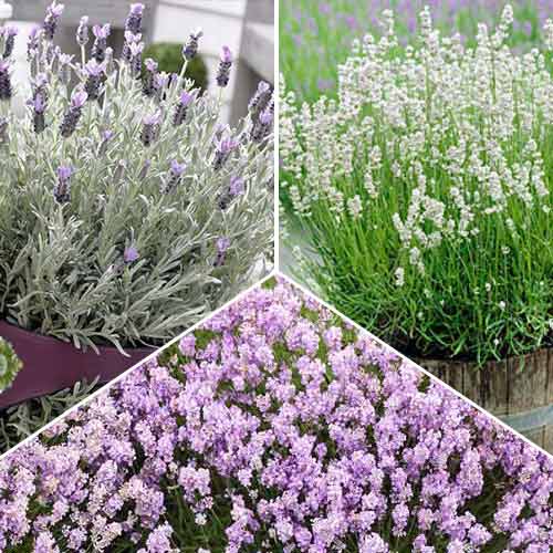 Суперпредложение! Комплект лаванд из 3 сортов рисунок 1 артикул 68796