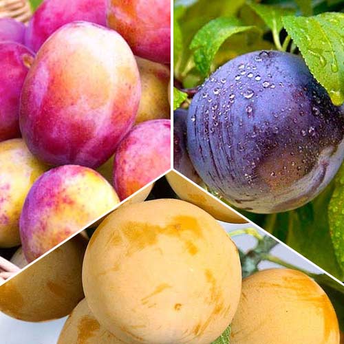 Комплект слив Трио из 3 сортов рисунок 1 артикул 7478