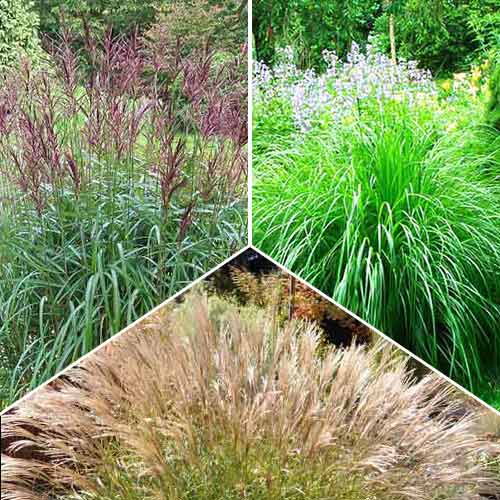 Суперпропозиція! Міскантуси китайські, мікс зображення 1 артикул 68794