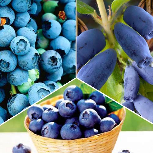 Суперпредложение!  Комплект ягод из 3-х саженцов  артикул фото 1 Суперпредложение!  Комплект ягод из 3-х саженцов  рисунок 1 артикул 8435