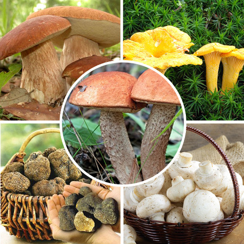 Суперпропозиція! Комплект грибів з 5-ти упаковок зображення 1 артикул 9746