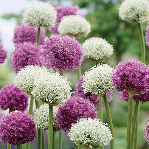 Комплект аллиумов Гиганты рисунок 1 артикул 70318