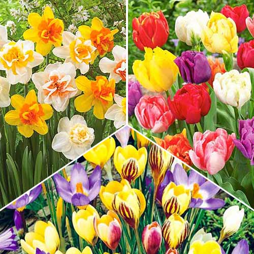 Суперпредложение! Коллекция луковиц Cottage Garden из 3 сортов артикул фото 1 Суперпредложение! Коллекция луковиц Cottage Garden из 3 сортов рисунок 1 артикул 70319