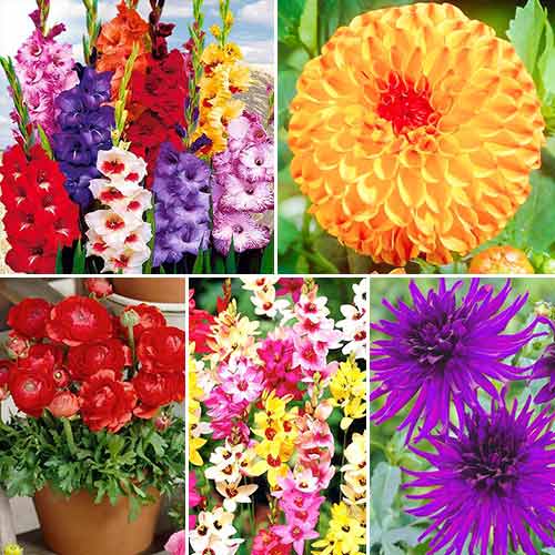 Суперпропозиція! Комплект цибулин квітів Карнавал барв зображення 1 артикул 67113