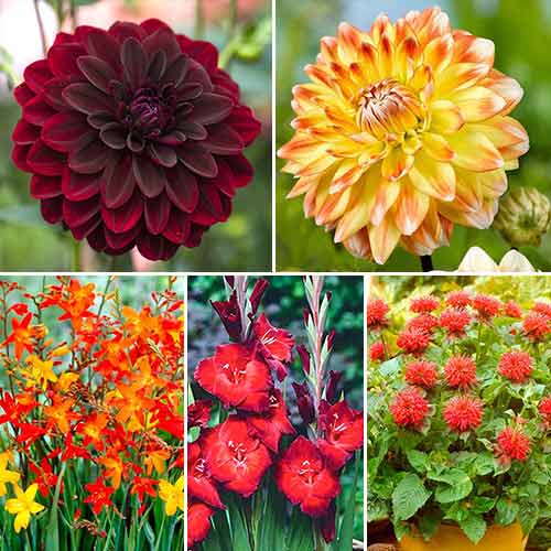 Суперпропозиція! Комплект цибулин квітів Літній вогонь зображення 1 артикул 67091