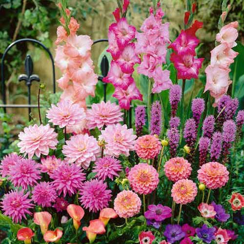 Суперпропозиція! Комплект цибулин квітів Романтична колекція зображення 1 артикул 67104