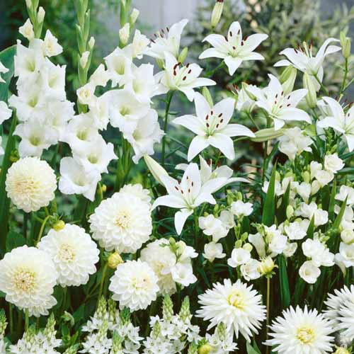 Суперпропозиція! Комплект цибулин квітів Сад в білих тонах зображення 1 артикул 67101