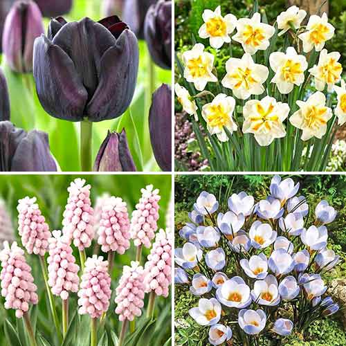 Суперпредложение! Комплект луковиц Spring Garden из 4 сортов рисунок 1 артикул 70320