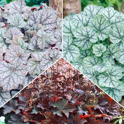 Суперпредложение! Комплект гейхер из 3 сортов рисунок 1 артикул 67207