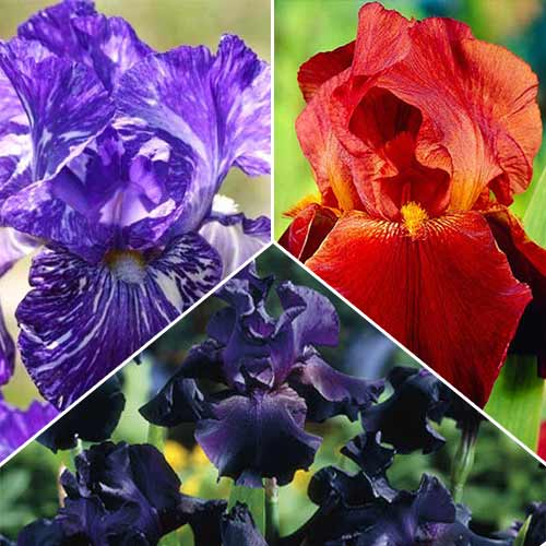 Суперпропозиція! Комплект ірисів бородатих з 3 сортів зображення 1 артикул 67251