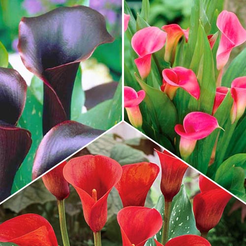 Суперпропозиція! Комплект кал з 3 сортів зображення 1 артикул 76518