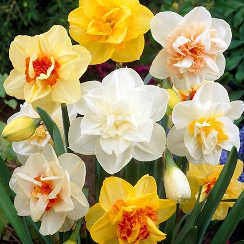Комплект махрових нарцисів, мікс зображення 1 артикул 70317